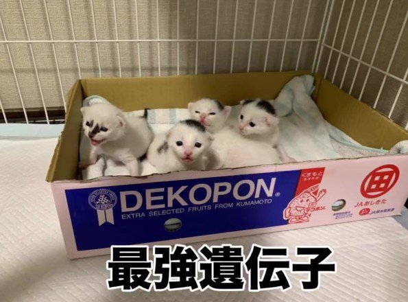 白黒の子猫たち