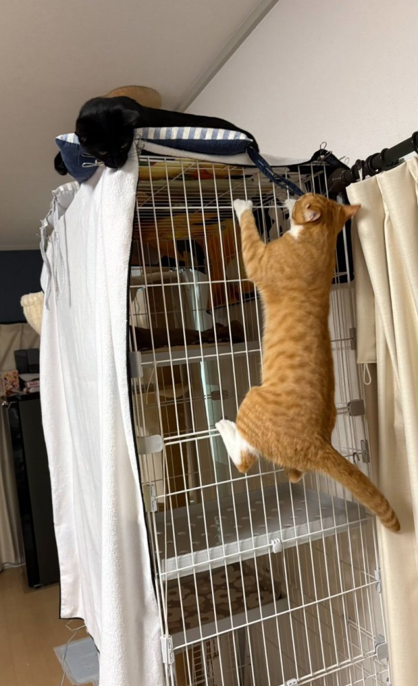 猫たち