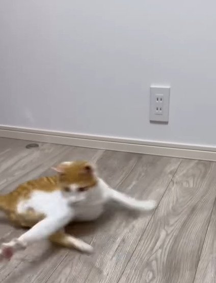 俊敏に動く善くん