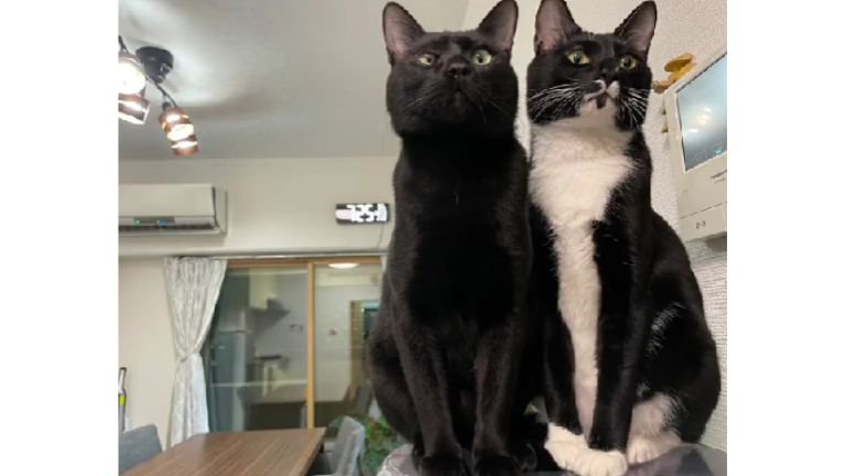 室内にいる猫たち