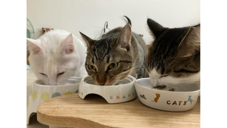 ご飯を食べている猫たち