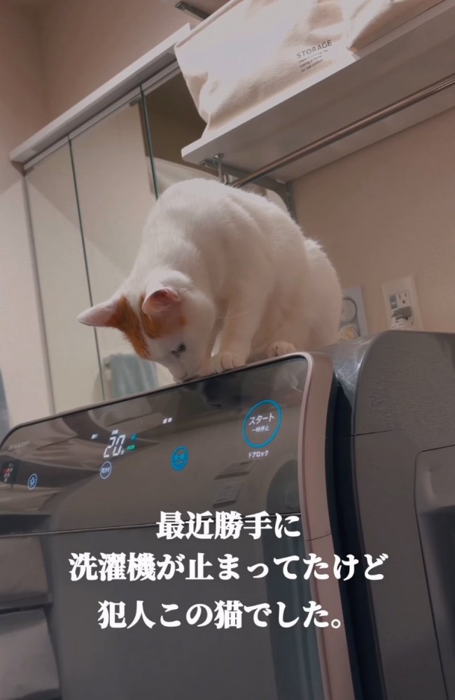 洗濯機に乗る猫