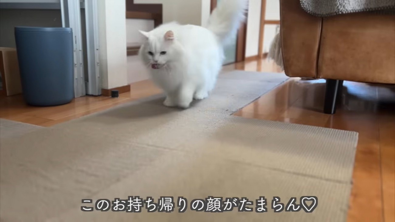 テロップ「このお持ち帰りの顔が～」