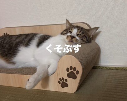 爪とぎソファに横になる猫