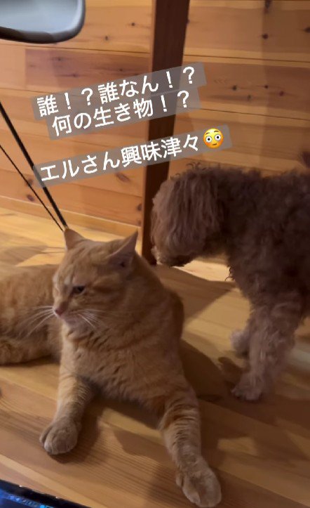 猫を警戒する犬