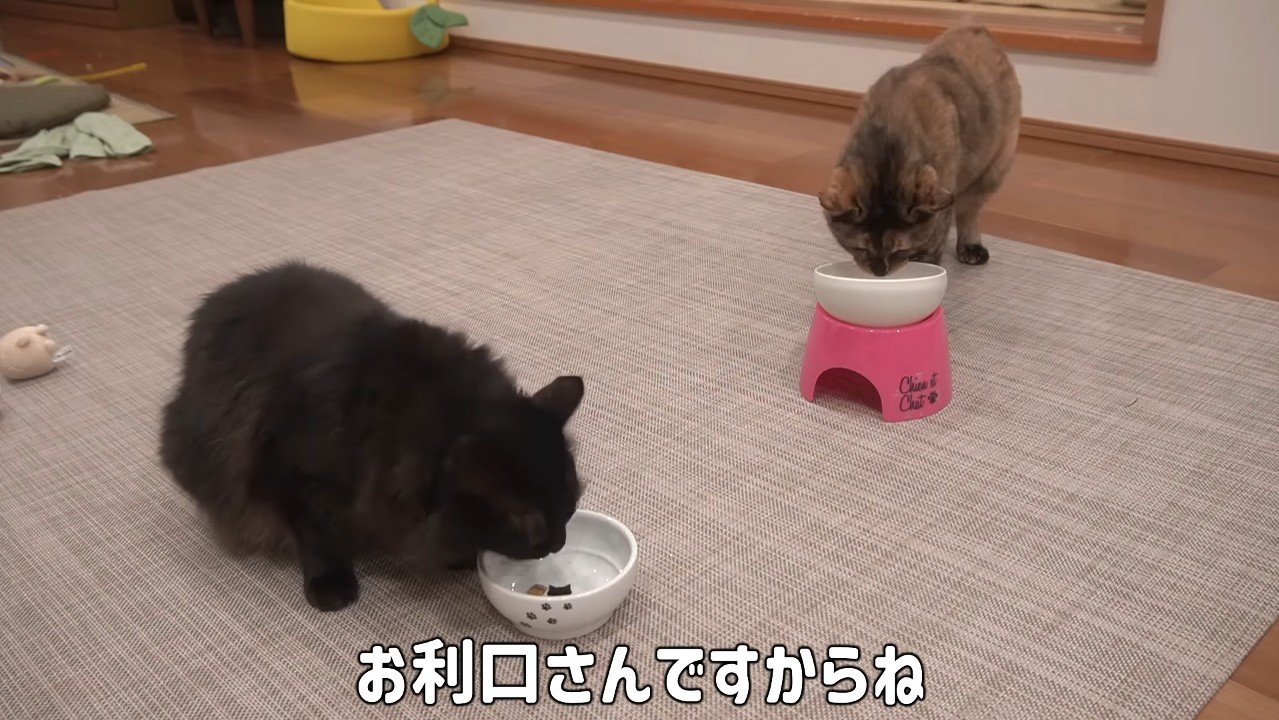 ごはん