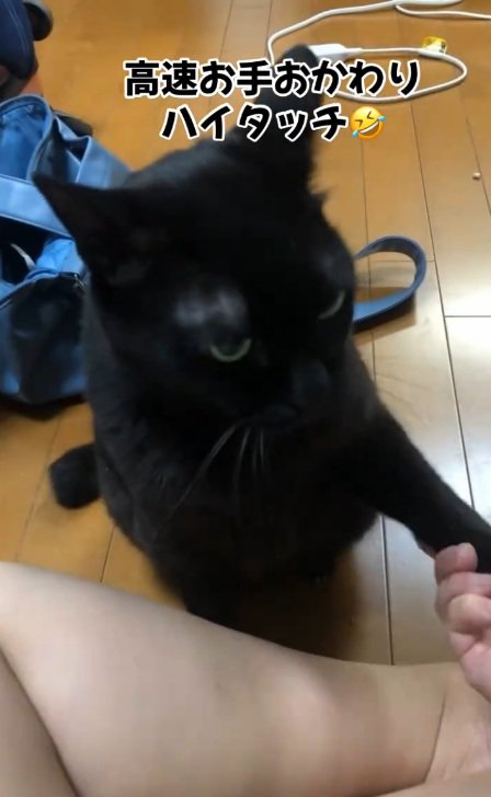 お手をする黒猫
