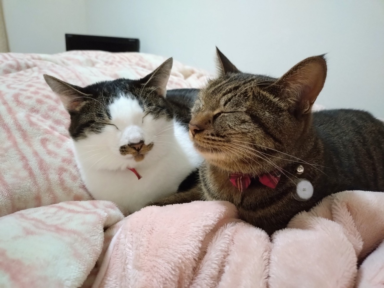 目を細める2匹の猫