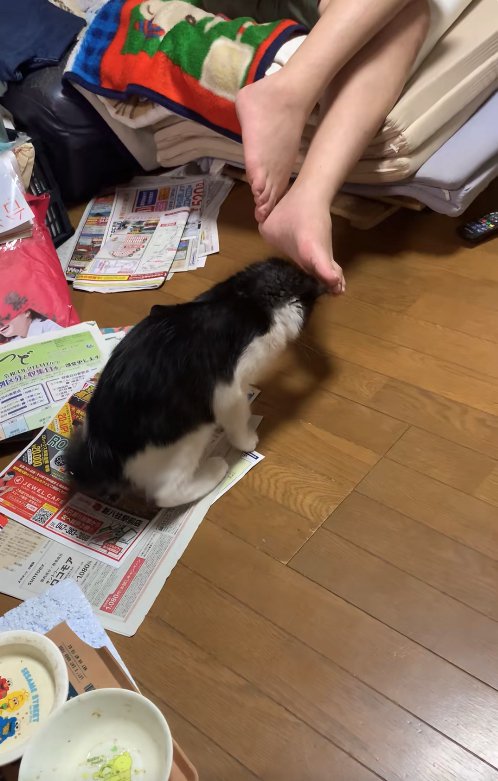 前傾姿勢で飼い主の足の影を見つめている子猫