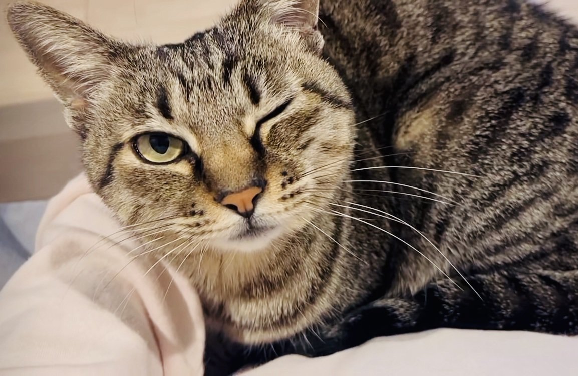 ママの膝の上でくつろぐキジトラ猫