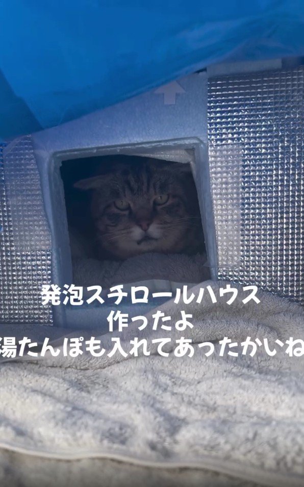 発泡スチロールハウスの中の猫
