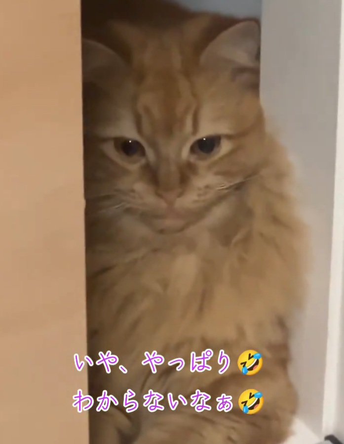 下を向く猫
