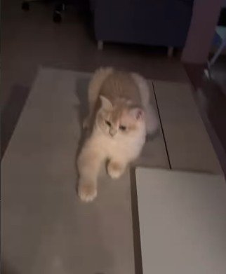 飼い主の帰りを待っていた猫