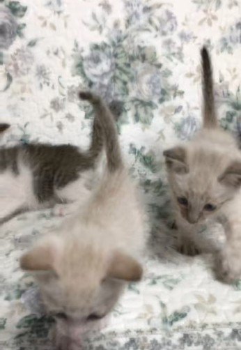 立っている3匹の子猫