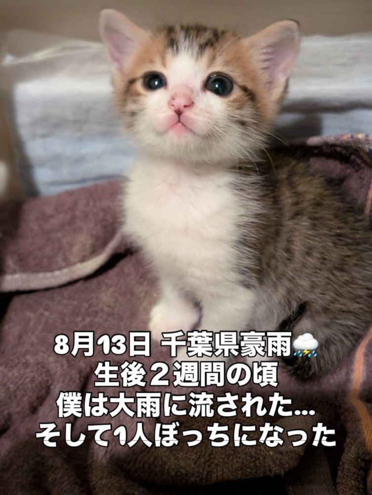 お座りする子猫
