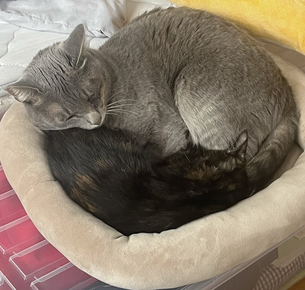 グレーとサビの猫