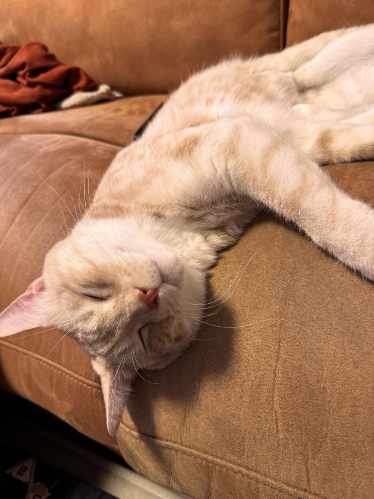 ソファで寝る猫