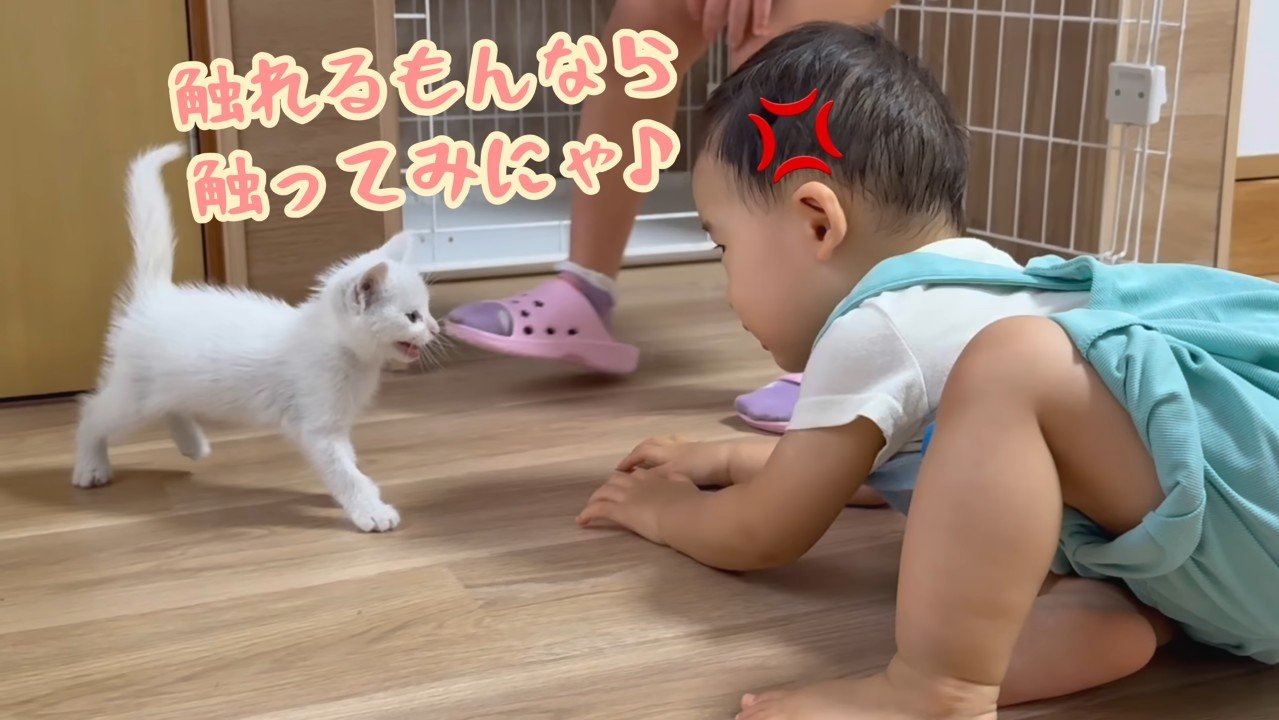 触れるもんなら