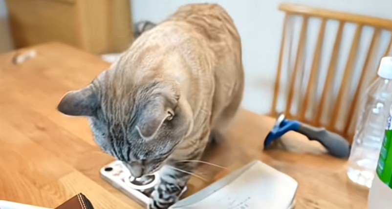 机を歩く猫