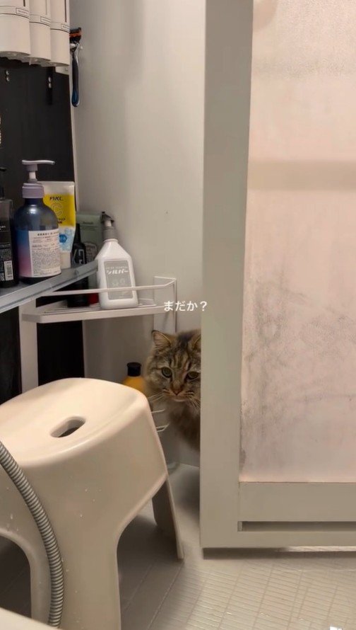 浴室へ入ってきた猫