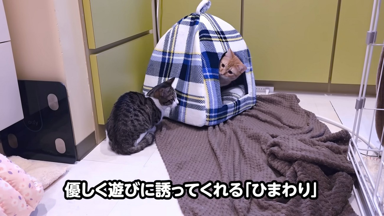 猫ハウスから顔を出す猫