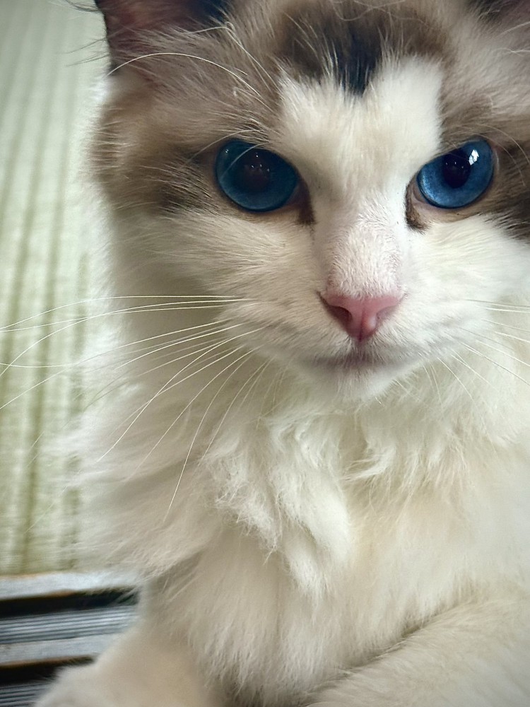猫の顔