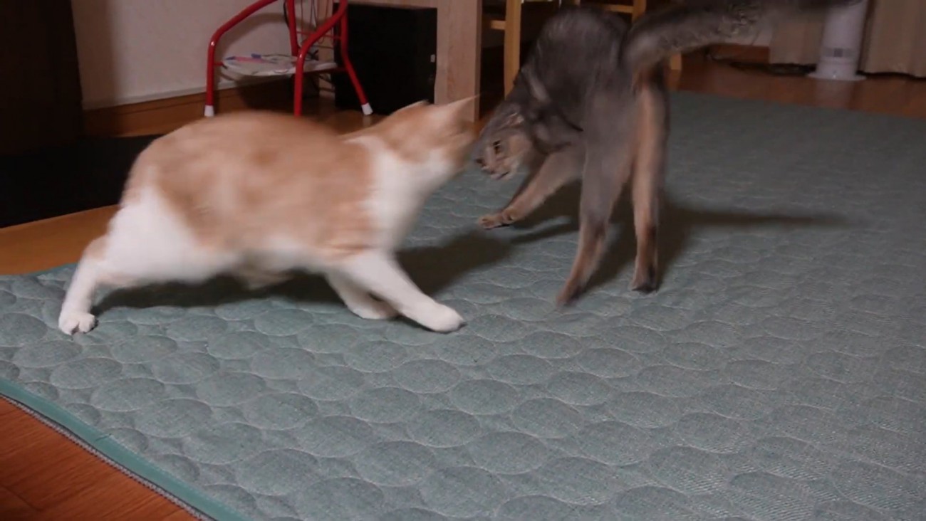 茶白猫に迫られる猫