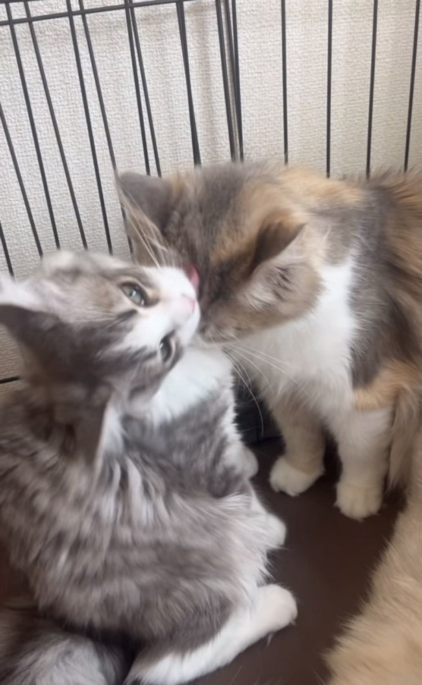ママ猫の頭をグルーミングする子猫
