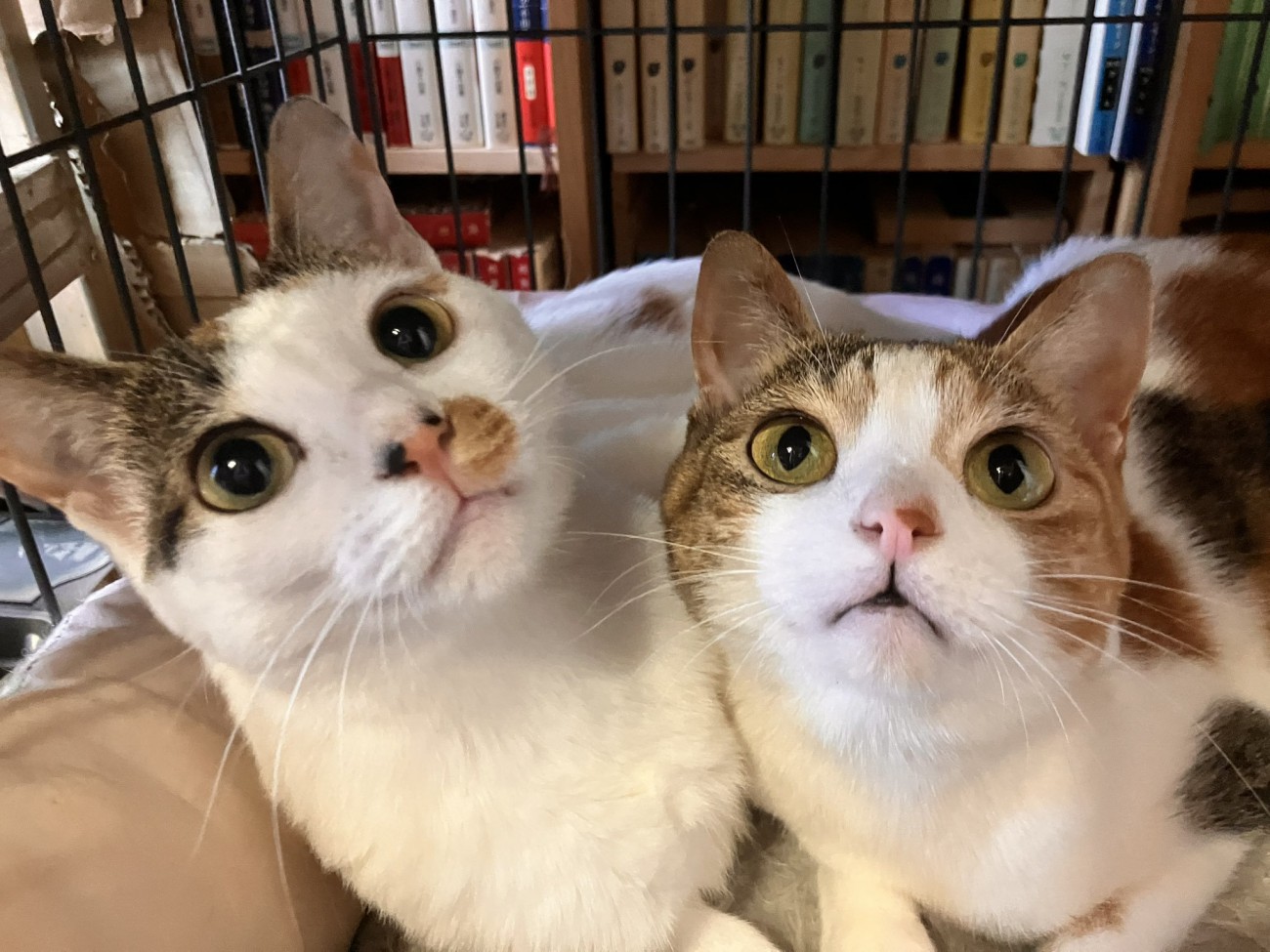 2匹の三毛猫のアップ