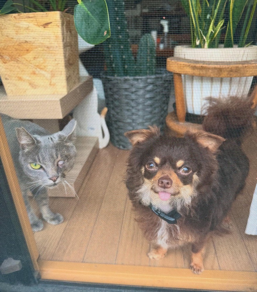 猫と犬