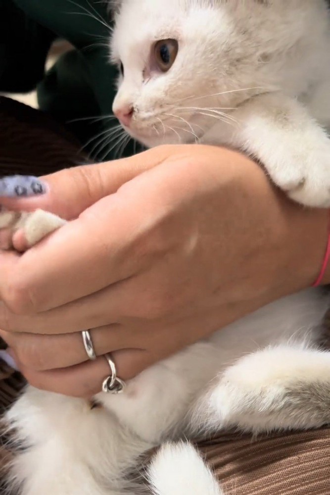 爪切り中の子猫