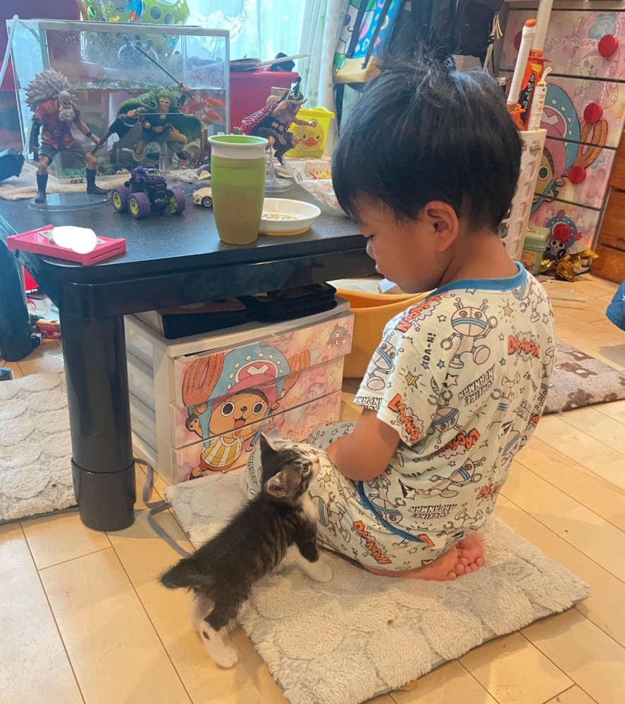 男の子に近づく子猫