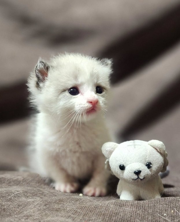 座っている子猫