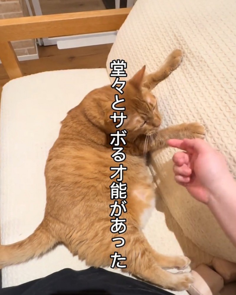 くつろぐ猫