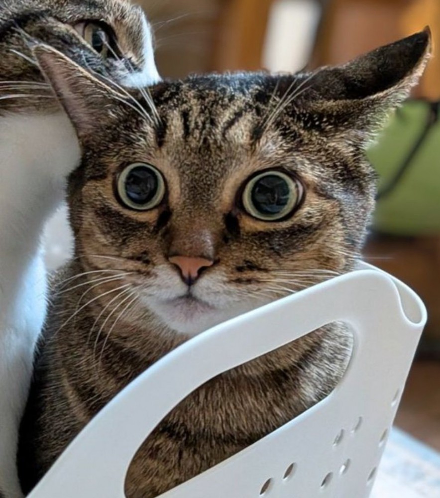困った表情の猫