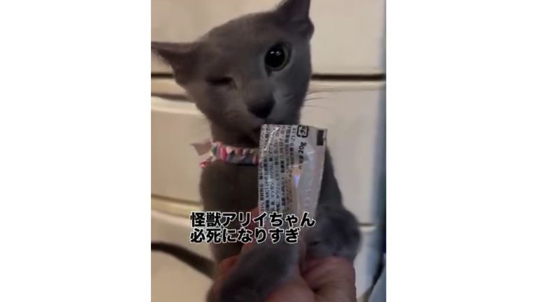 おやつを食べている猫