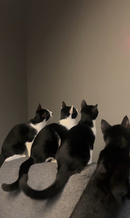 壁を見ている4匹の猫