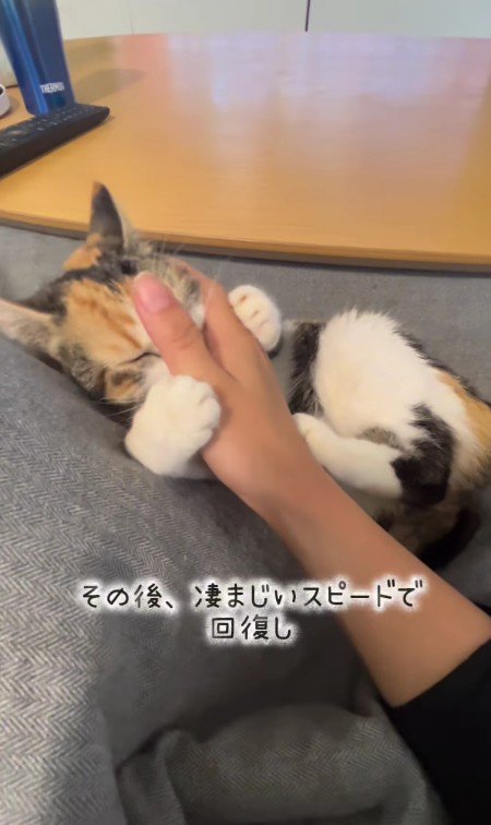 甘えている子猫