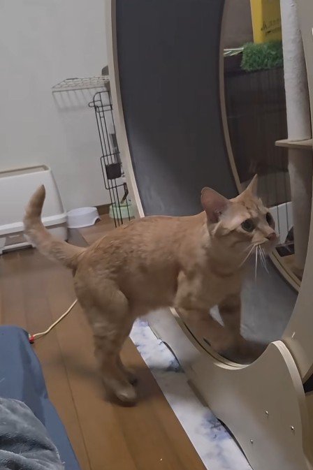 キャットホイールを回す猫