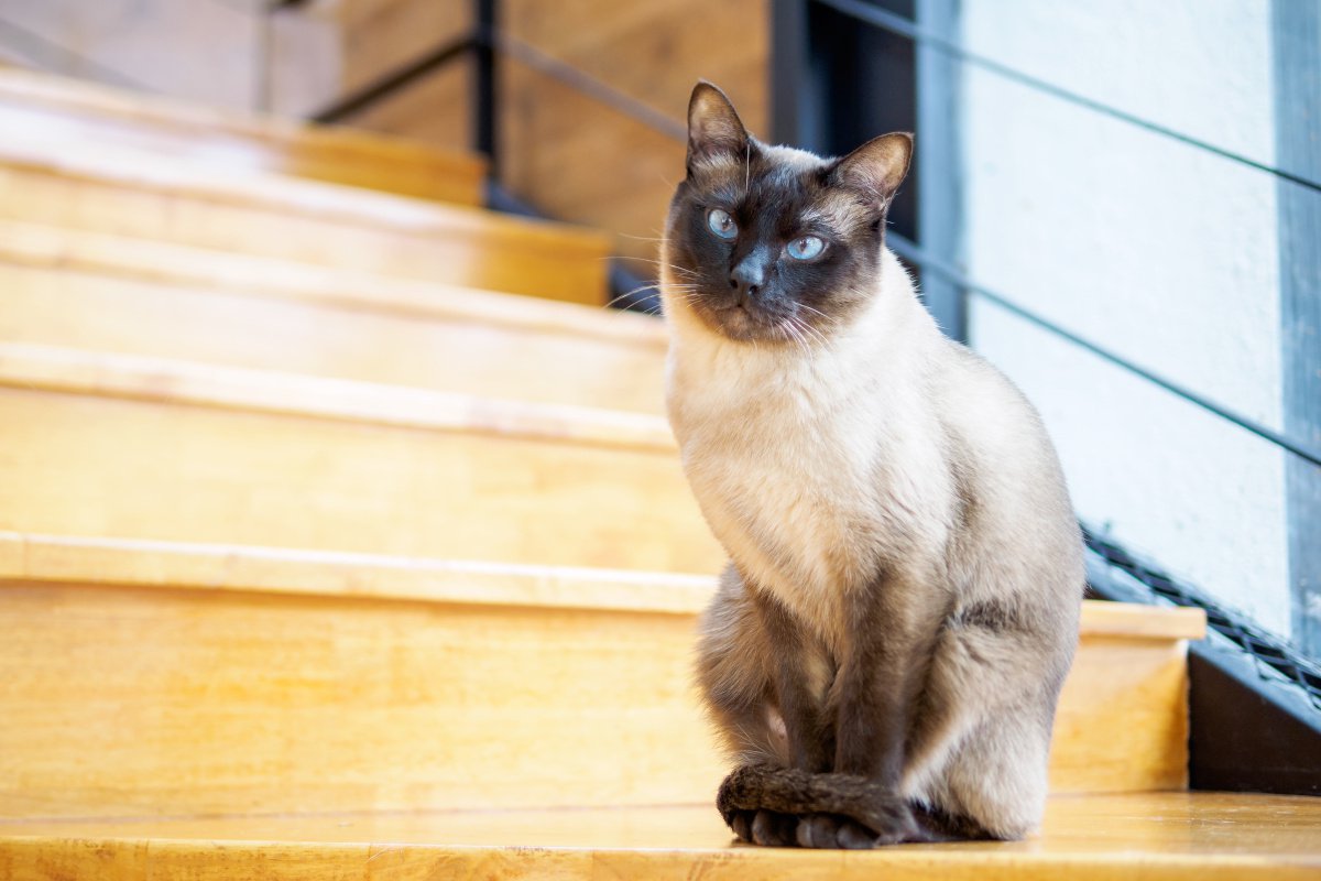 猫の『座り方』には意味がある!4つの気持ち | ねこちゃんホンポ