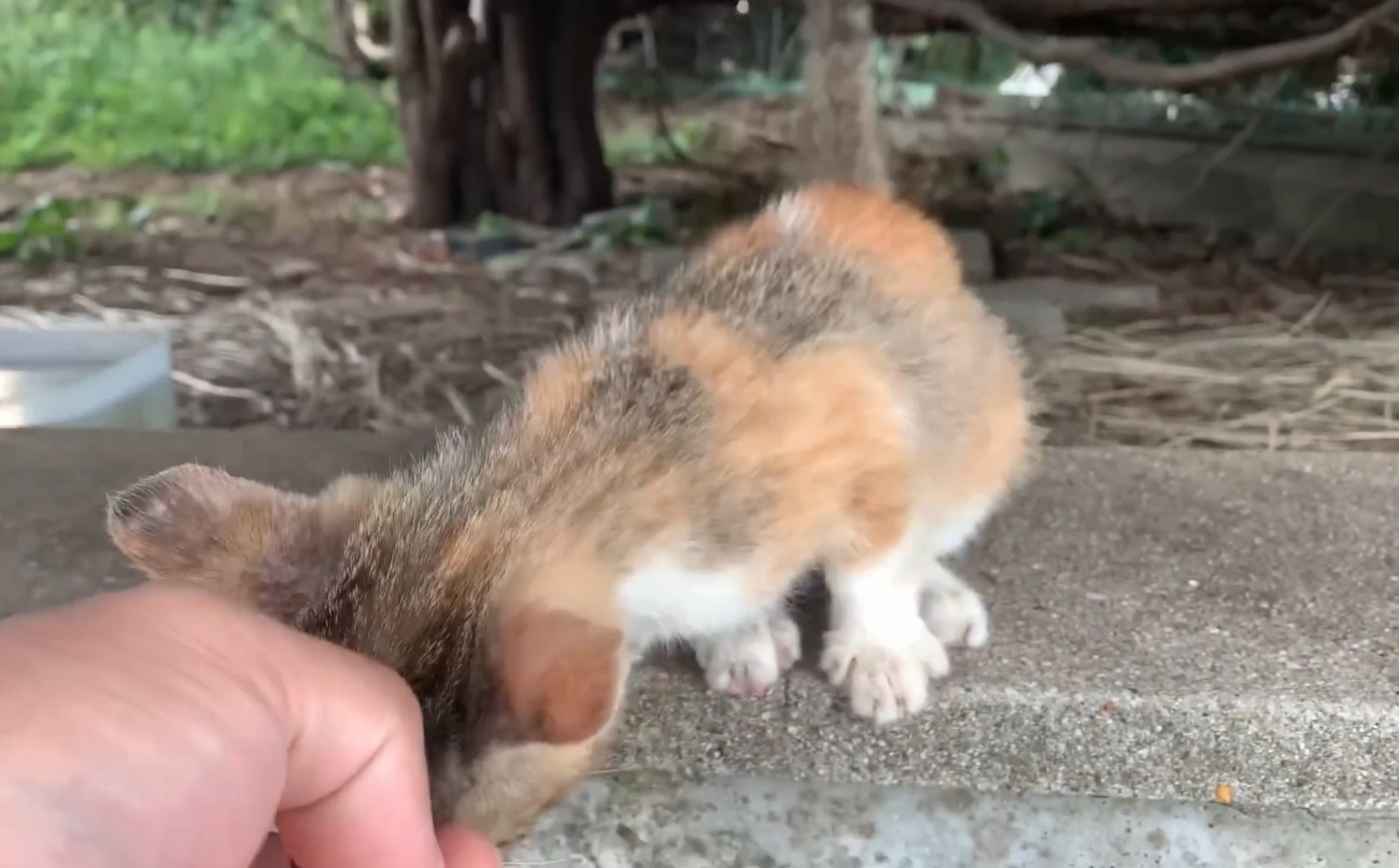 身を乗り出す子猫