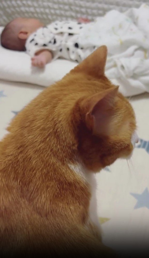猫と赤ちゃん
