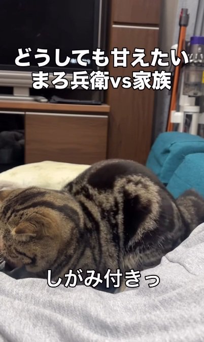 飼い主の腕にだきつくブラウンクラシックタビー