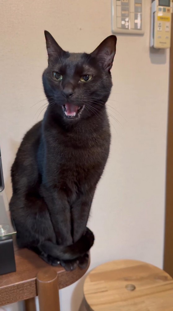 鳴き声をあげながらあくびをする猫