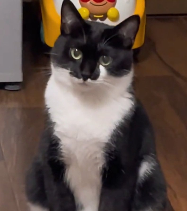 飼い主さんを見つめる猫