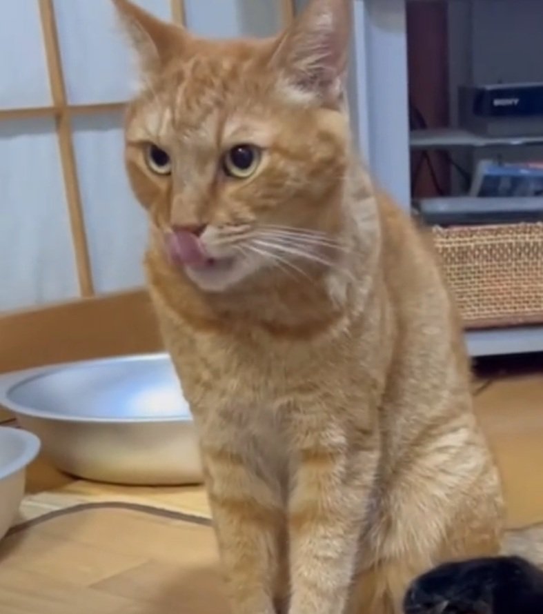 舌なめずりする猫