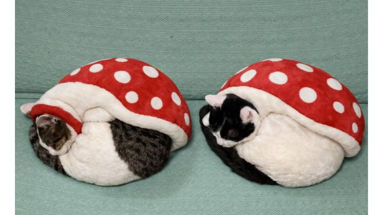 キノコみたいな猫