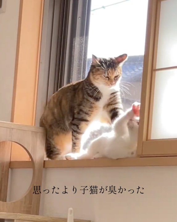 押さえる猫