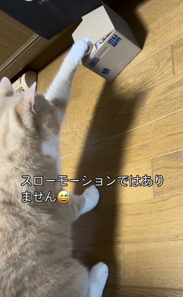 貯金箱に触るスコティッシュフォールド