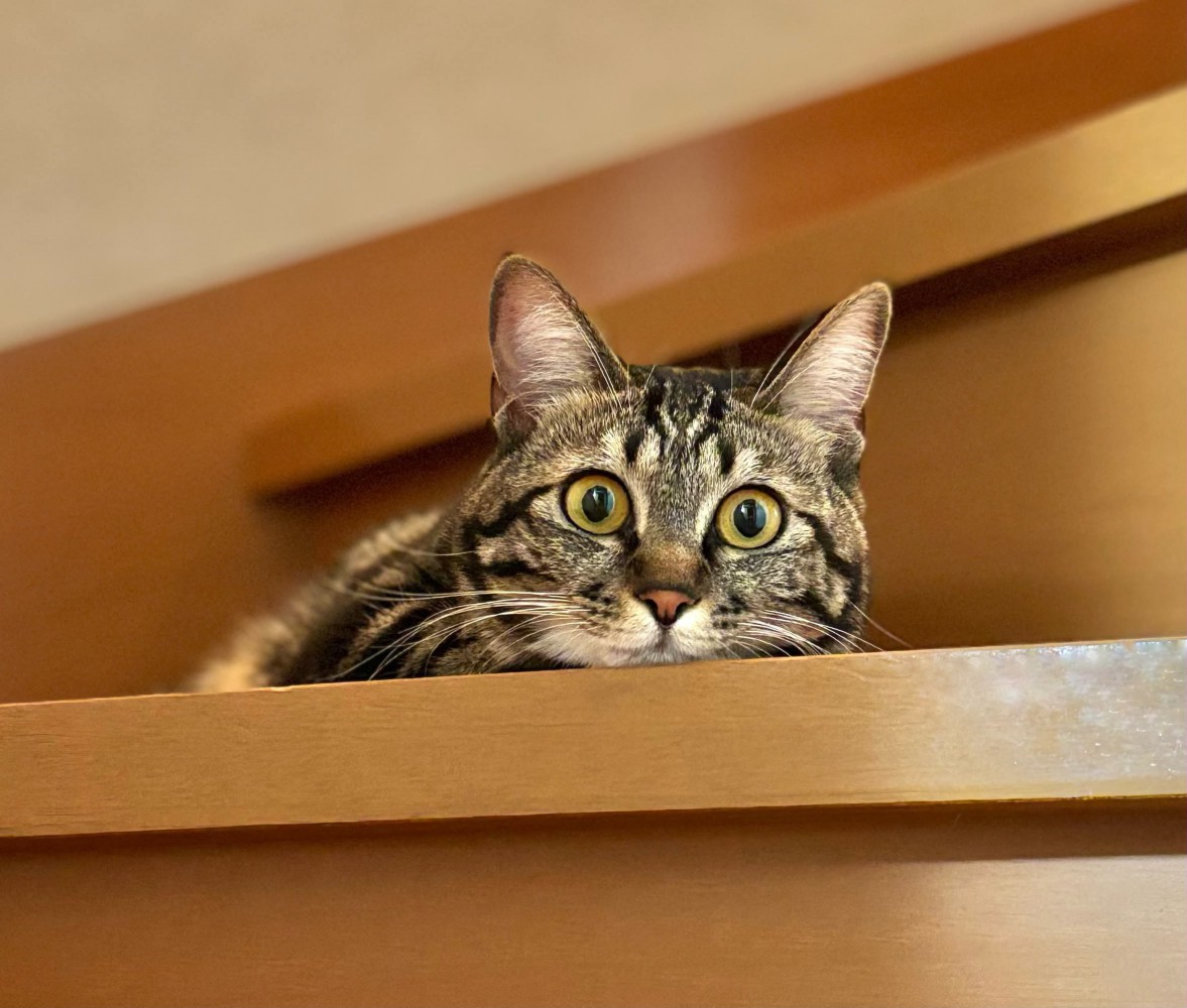 階段の上の猫